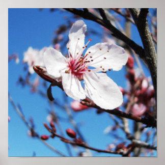 Poster Cherry Blossom 2