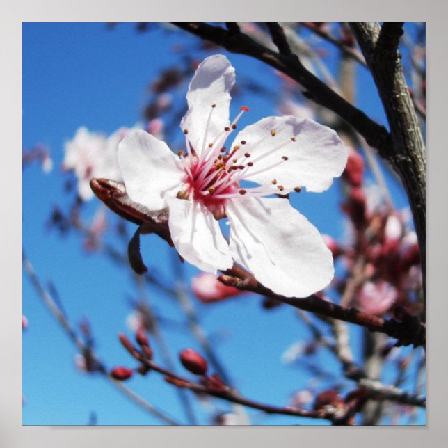 Poster Cherry Blossom 2 (Devant)