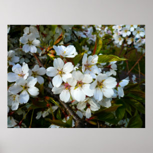 Poster Cherry Blossom II