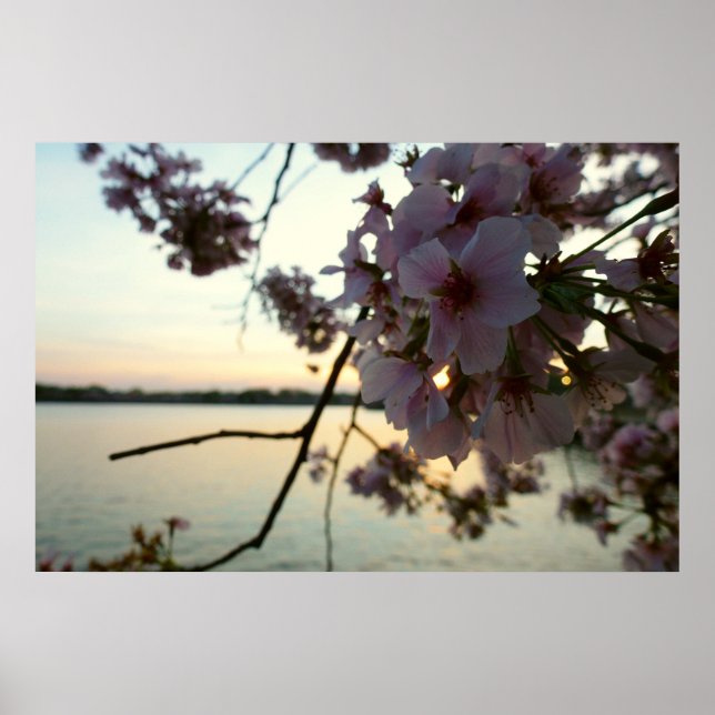 Poster Cherry Blossom Sunset à Washington DC (Devant)