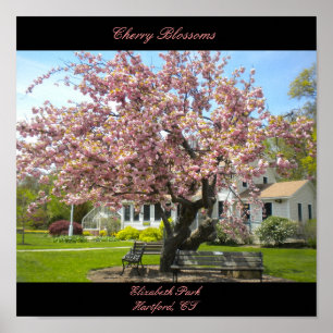 Poster Cherry Blossoms