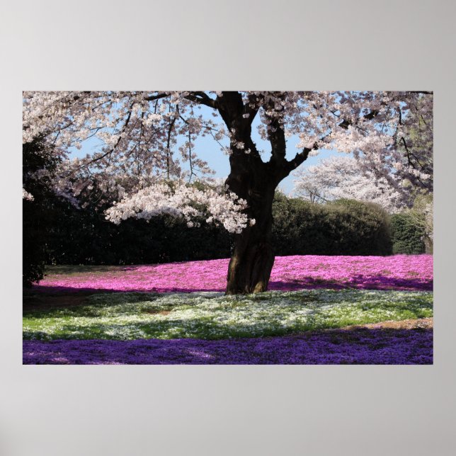 POSTER CHERRY BLOSSOMS (Devant)