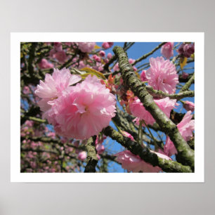 Poster Cherry Blossoms