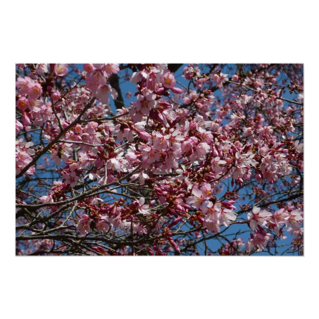 Poster Cherry Blossoms et Blue Sky Spring Floral (Devant)