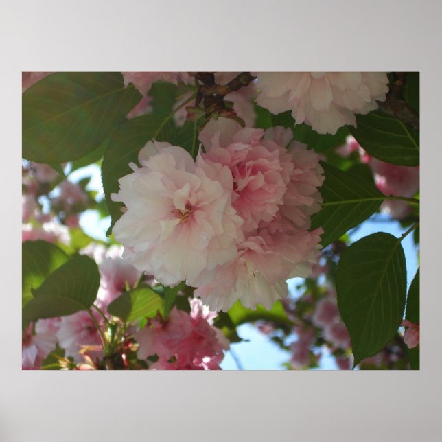Poster Cherry Tree I Spring Floral (Devant)