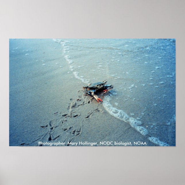 Poster / Chesapeake Bay Femme Crabe Bleu (Devant)