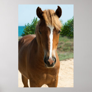Poster Cheval