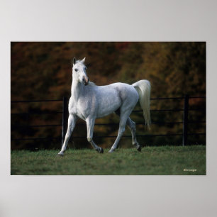 Poster Cheval arabe 1