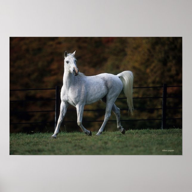 Poster Cheval arabe 1 (Devant)