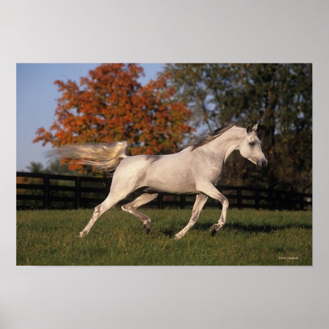 Poster Cheval arabe : Automne 2 (Devant)
