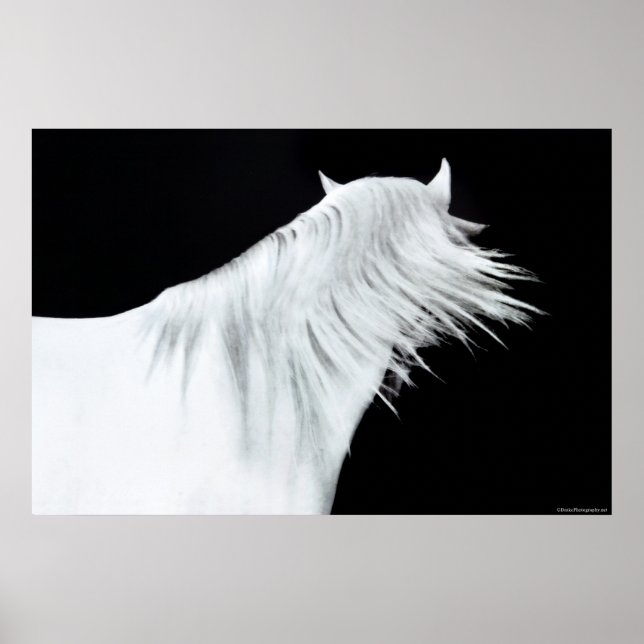 Poster Cheval blanc (Devant)