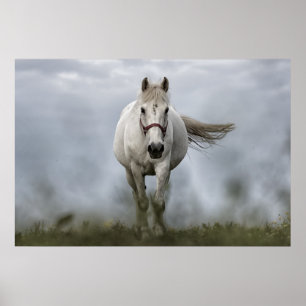 Poster Cheval Blanc Coureur