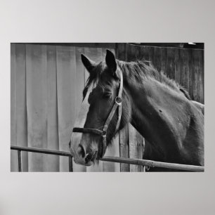 Poster Cheval blanc noir - Art de la photographie animale
