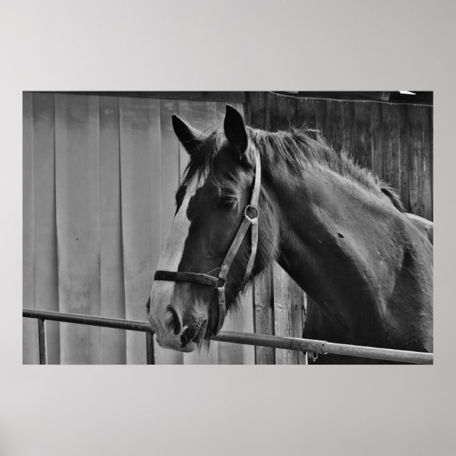 Poster Cheval blanc noir - Art de la photographie animale (Devant)