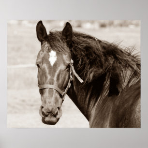 Poster Cheval Brown Sepia