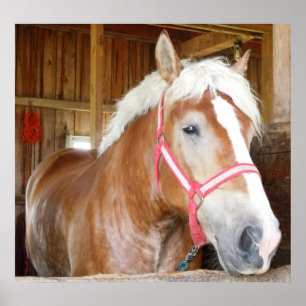 Poster Cheval dans la stalle 1