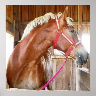 Poster Cheval dans l'étal 3