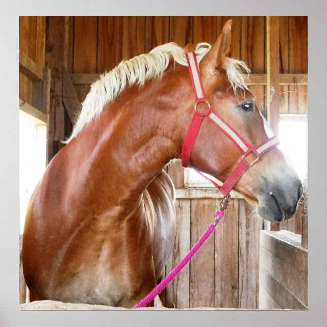 Poster Cheval dans l'étal 3 (Devant)