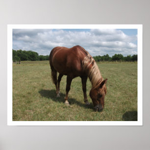 Poster Cheval de châtaignier pâturage dans les pâturages