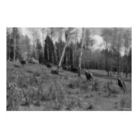 Cheval de course, Pâturage équin B&W Photo