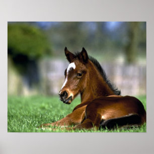 Poster Cheval de pur sang, Irlande