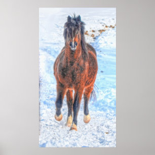 Poster Cheval d'hiver de la Baie "Année du Cheval" Photo 