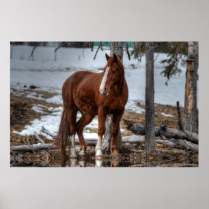 Poster Cheval Dun Ranch À Boire Trou Equine Photo