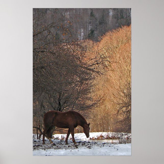 Poster Cheval en hiver (Devant)