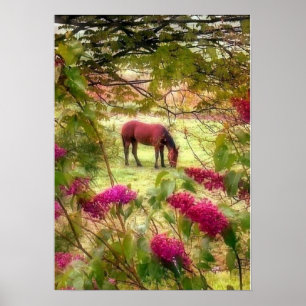 Poster Cheval et lilas
