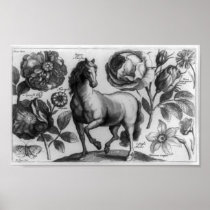 Poster Cheval et roses
