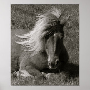 Poster Cheval islandais