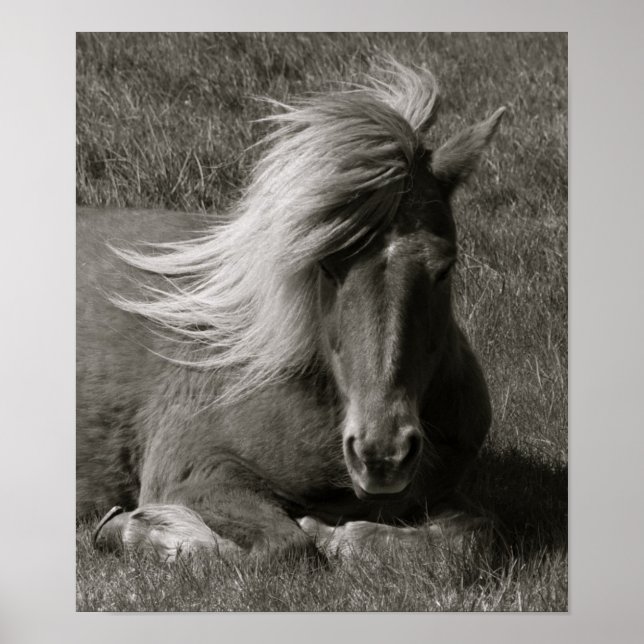 Poster Cheval islandais (Devant)