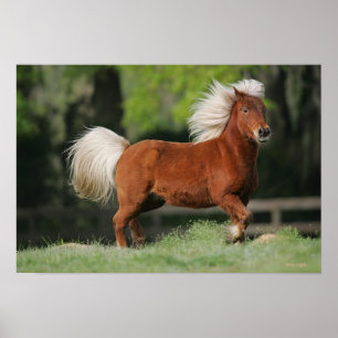 Poster Cheval miniature debout