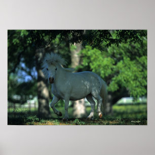 Poster Cheval miniature debout dans les arbres