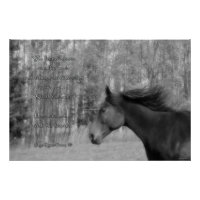 Cheval noir et cheval poème avec équine B&W photo