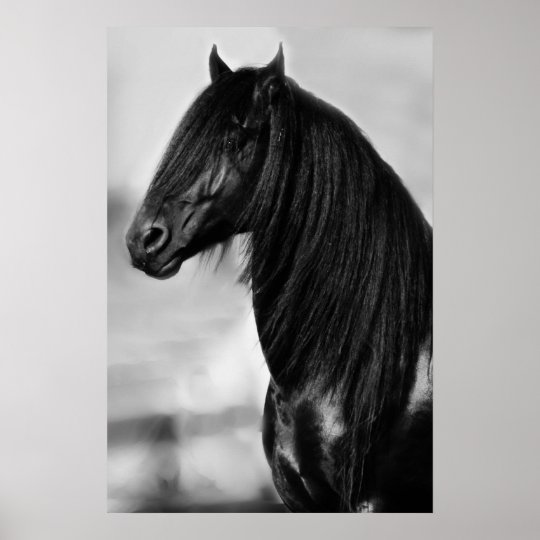 Poster Cheval Noir Frison D Etalon Zazzle Fr