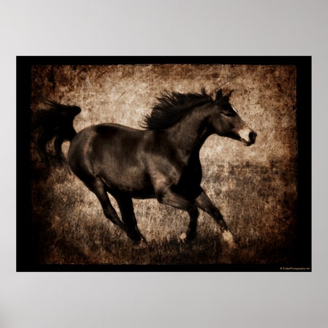 Poster Cheval Rustique Sepia Galloping (Devant)