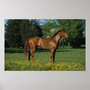 Poster Cheval Thoroughbred en Fleurs