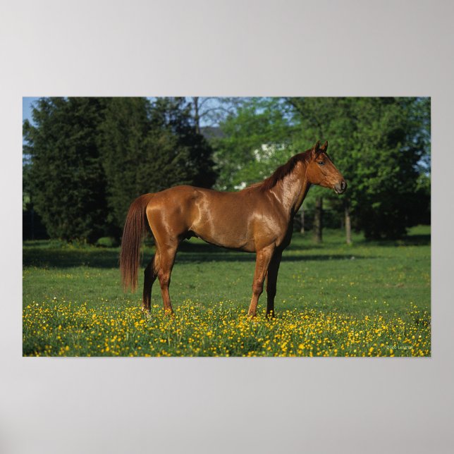 Poster Cheval Thoroughbred en Fleurs (Devant)