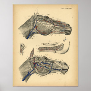 Poster Cheval Veines Nerves Anatomie 1908 Vintage Imprime
