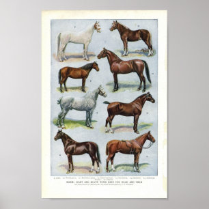 Poster Cheval vintage Imprimer 1908 Edwardian Breeds