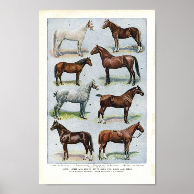 Poster Cheval vintage Imprimer 1908 Edwardian Breeds (Devant)
