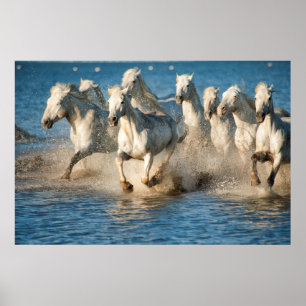 Poster Chevaux blancs de Camargue, France