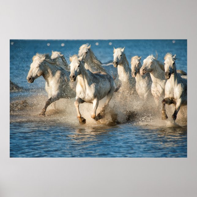 Poster Chevaux blancs de Camargue, France (Devant)