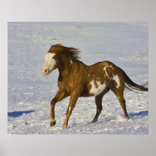 Poster Chevaux courant dans la neige
