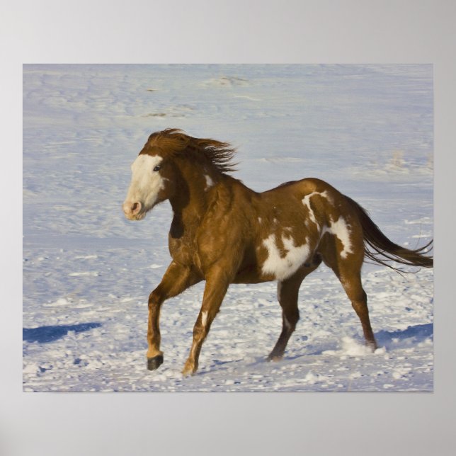 Poster Chevaux courant dans la neige (Devant)
