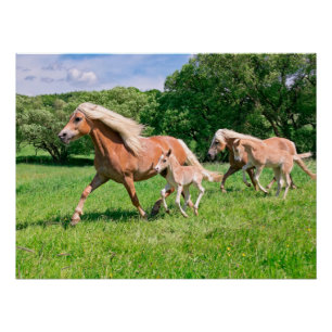 Poster Chevaux de Haflinger avec de mignons poulains Cour