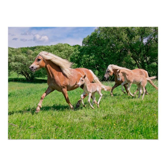 Poster Chevaux de Haflinger avec de mignons poulains Cour (Devant)
