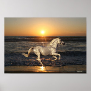 Poster Chevaux d'Imaginaire : Coucher de soleil