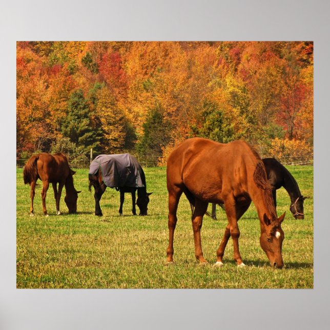 Poster Chevaux en automne (Devant)